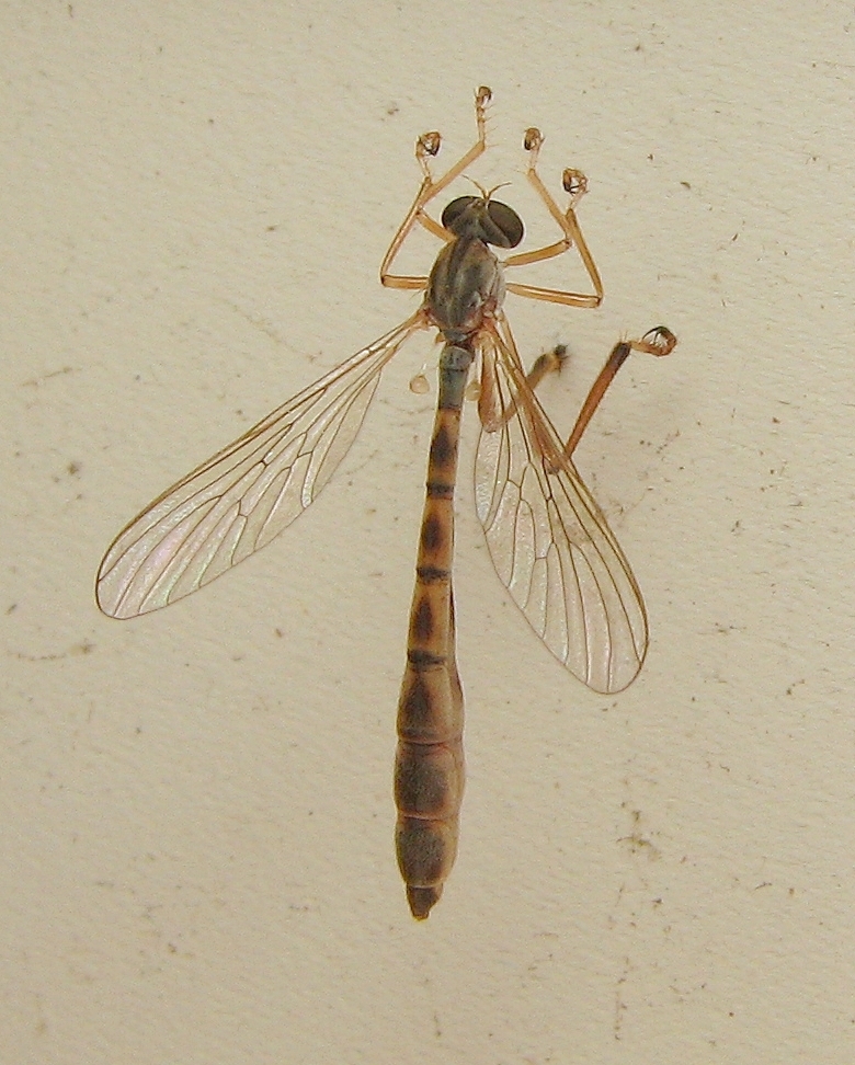 Yellow-legged Pixie
