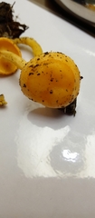 Basidiomycota