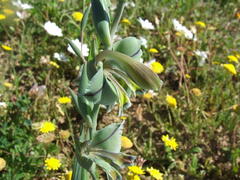 Gladiolus orchidiflorus