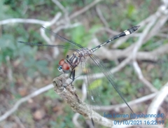 Dythemis sterilis multipunctata