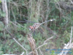 Dythemis sterilis multipunctata