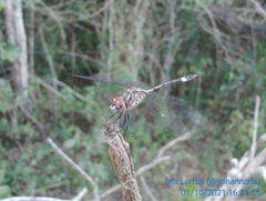 Dythemis sterilis multipunctata