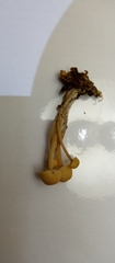 Basidiomycota