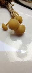 Basidiomycota