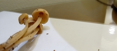 Basidiomycota