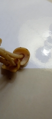 Basidiomycota