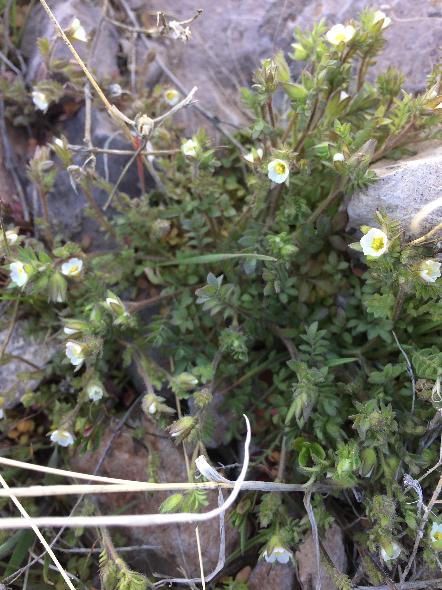Polemonium micranthum