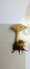 Basidiomycota