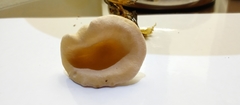 Basidiomycota