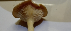 Basidiomycota