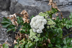 Kitagawia terebinthacea