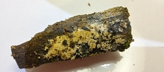 Basidiomycota