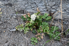 Kitagawia terebinthacea