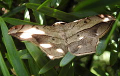 Chiasmia simplicilinea