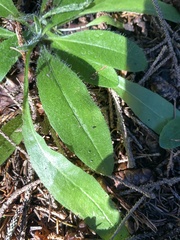 Pilosella aurantiaca