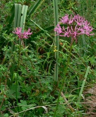 Nerine angustifolia