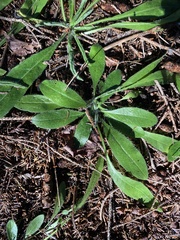 Pilosella aurantiaca