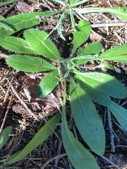Pilosella aurantiaca