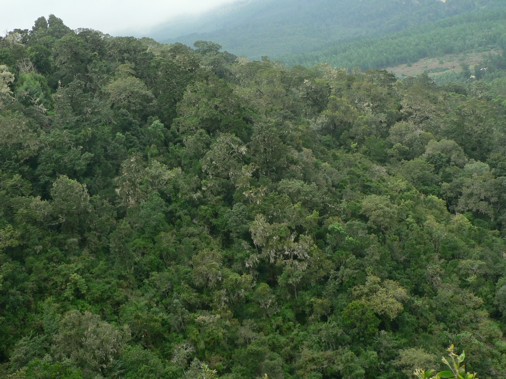 Outeniqua Yellowwood from Kettlespout Falls, Hogsback on April 04, 2006 ...