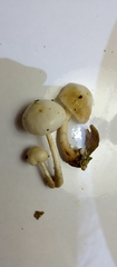 Basidiomycota