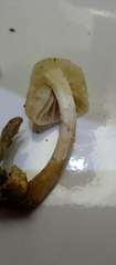 Basidiomycota