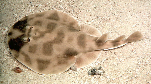 Lesser Electric Ray