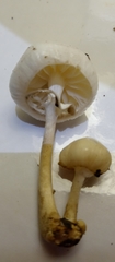 Basidiomycota