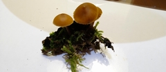 Basidiomycota