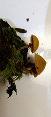 Basidiomycota