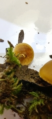 Basidiomycota