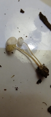 Basidiomycota
