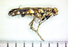 Gracillaria syringella