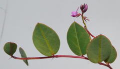 Indigofera ovata
