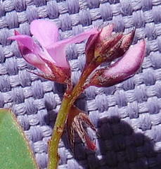 Indigofera ovata