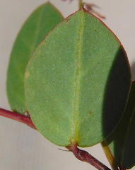Indigofera ovata