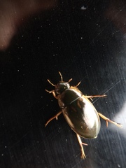 Tropisternus lateralis limbalis