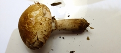Basidiomycota