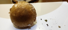 Basidiomycota