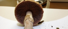 Basidiomycota