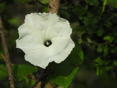 Ipomoea scopulorum
