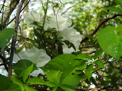 Ipomoea scopulorum