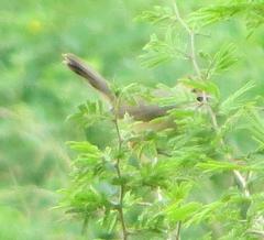 Cisticola erythrops