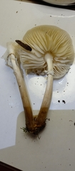 Basidiomycota