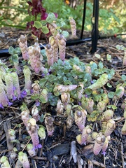 Origanum libanoticum