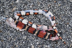 Lampropeltis annulata