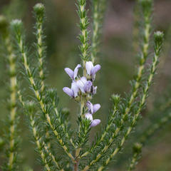 Aspalathus cephalotes