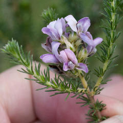 Aspalathus cephalotes