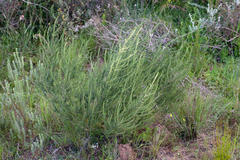 Aspalathus cephalotes