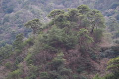 Pinus densiflora