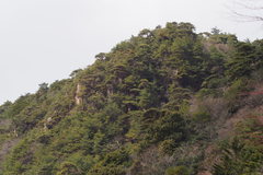 Pinus densiflora